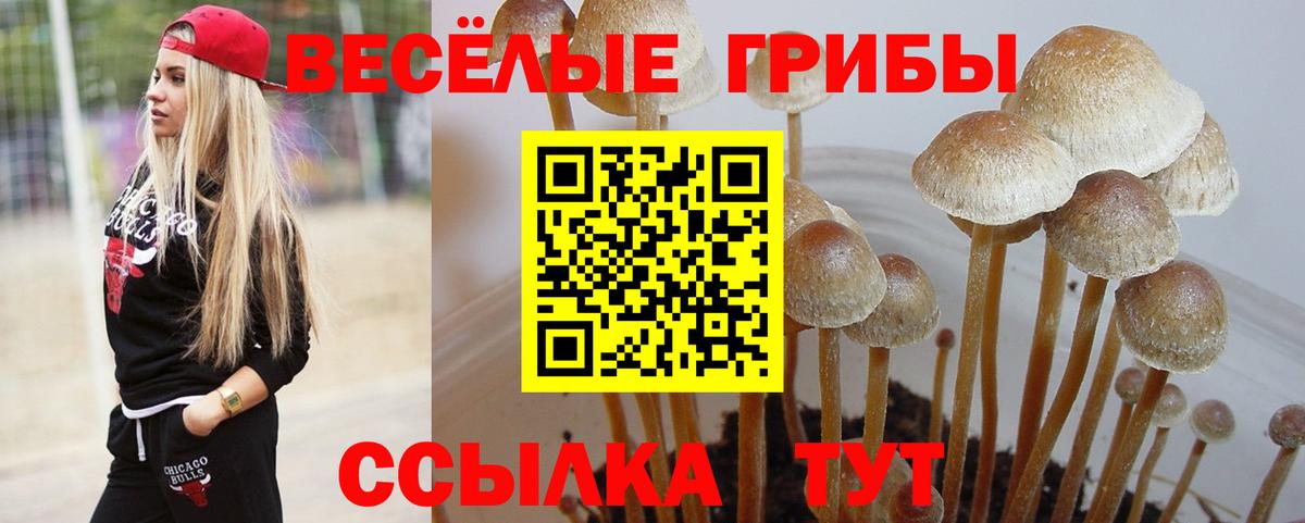 Псилоцибиновые грибы MAGIC MUSHROOMS Сокол